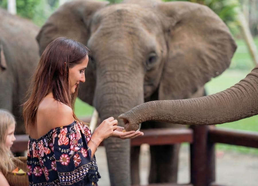 elephant-encounter