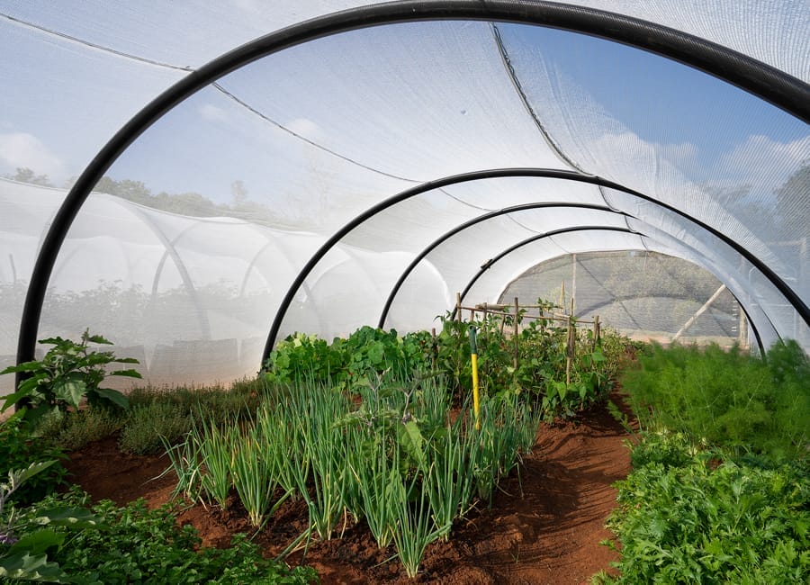 vegetable-garden
